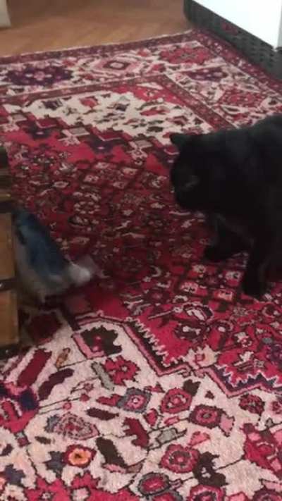 My human misunderstood me when I said I wanted them to bring me fish. Instead of bringing me food they brought me a, granted very fun, toy. Am I allowed to mandate my humans take a course in proper feline communications?