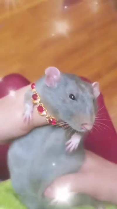 Me in the vivarium befriending the rats.
