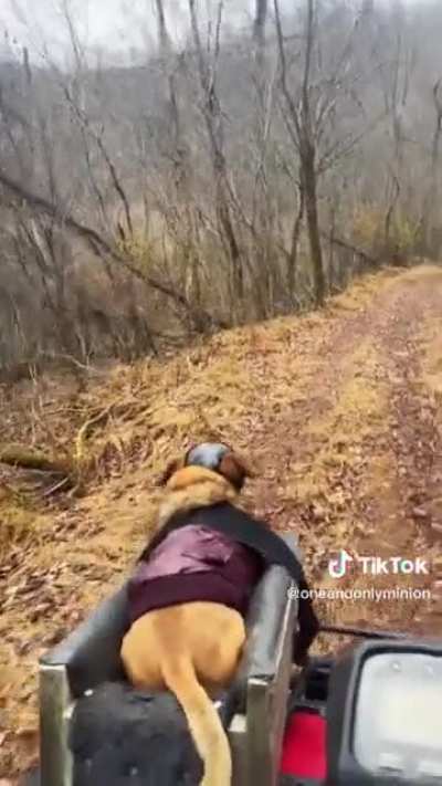 This guy's page always make me so happy. I wish dogs live longer