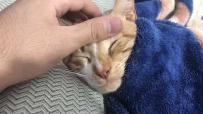 No, Eddie didn&rsquo;t tuck himself in like most cats on this sub. I did. Because dipshit yells and refuses to sleep without being tucked in and petted to sleep... still love him.