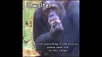 funny monke