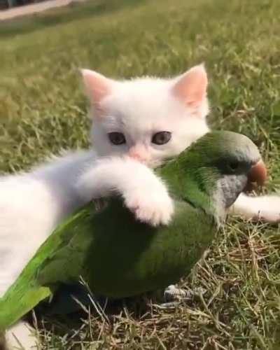 Touch tha Friend