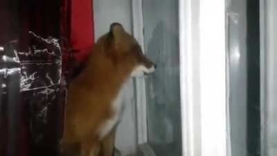 What the dog doin’?