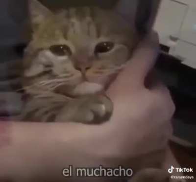 I shed a tear watching these gatos.