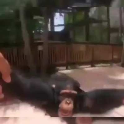 Monke rule