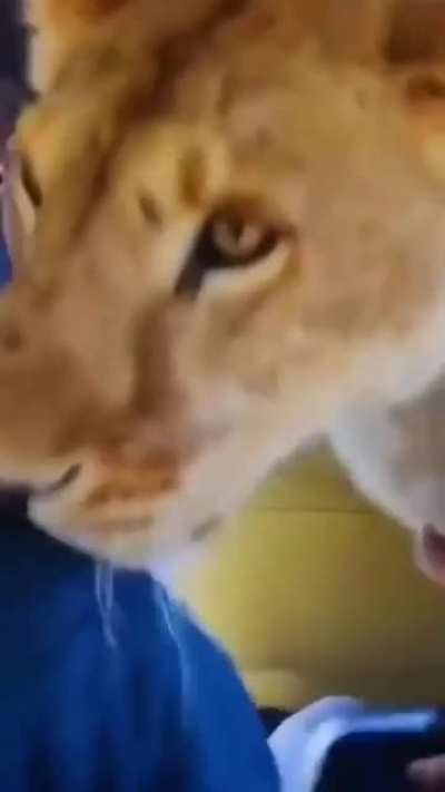 This female lion was so excited when she saw this group of people . These people rescued this lion when she's a cub. This moment is so special !