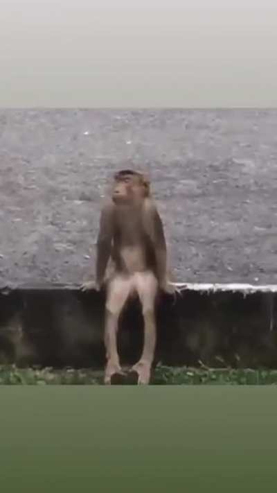 Muca pensando na vida