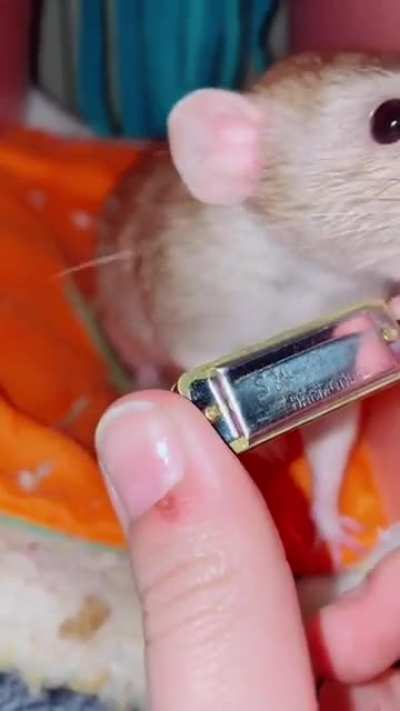 rat empire musician