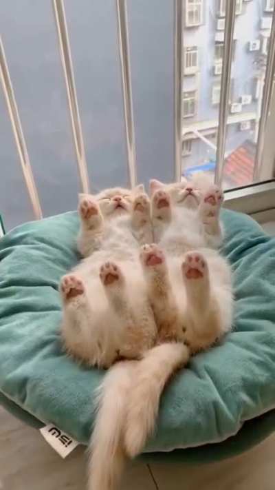 Sleepin beauties