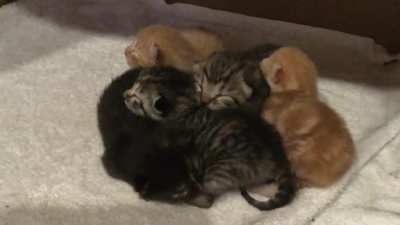 Smol den of thieves