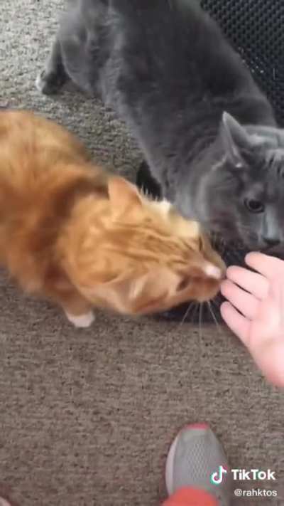 How DARE you hooman