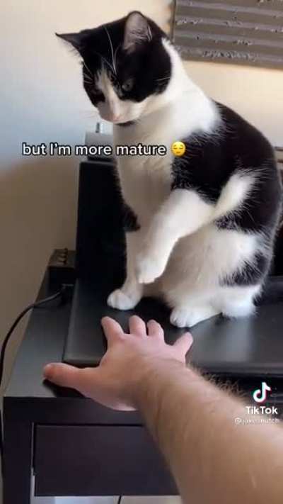 The Cat is Very Mature