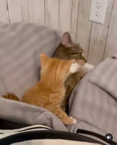Mama Comes To The Rescue: Discovers It&rsquo;s An Elaborate Derp