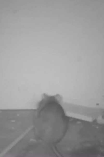 This rat is so &hellip;