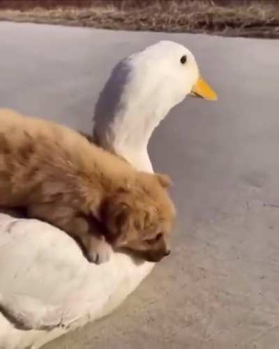 dogs are adorable.