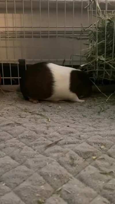 More hay = uncontrollable happiness!! Bentley running around and Dexter&rsquo;s popcorn