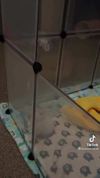 Very loud inmate tries to escape prison&hellip;