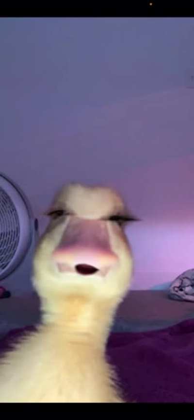 Duck