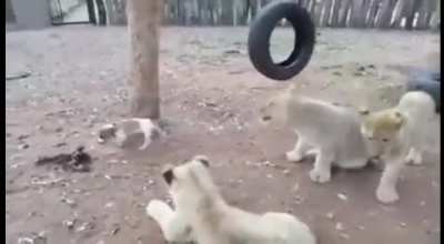 Храбрый пёсель