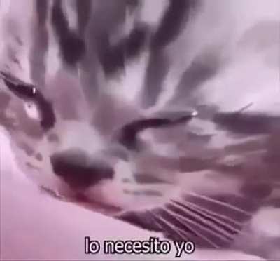 Compilation of sad cats i found