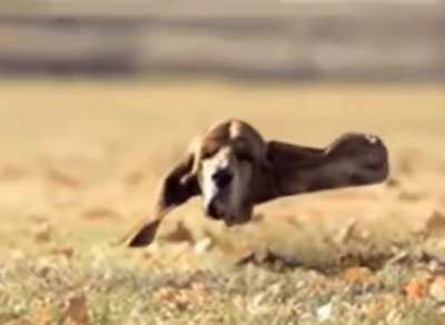 Dog with no body