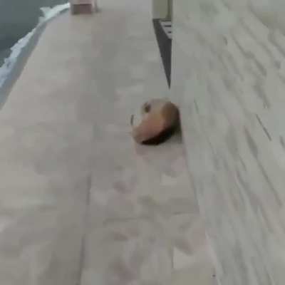 Cachorrinho lindo