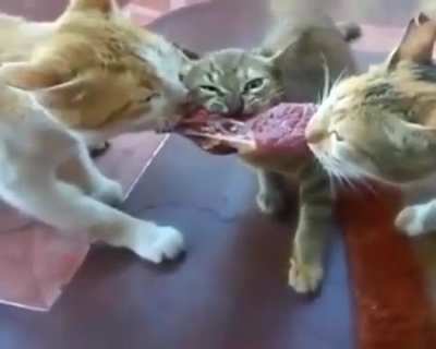 Tug of wunk