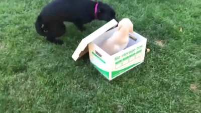 &ldquo;So we got my dog a puppy today and this was her reaction&rdquo;
