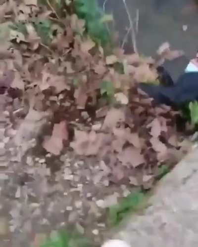 The way he fell in the water is simply beautiful