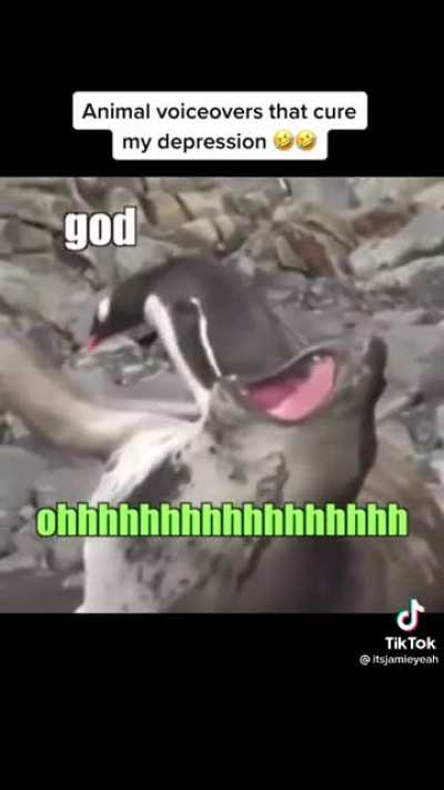 Please upvote so jake can see this!