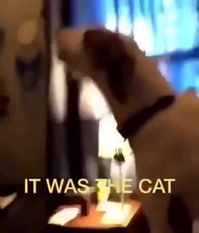 Just blame it on the cat
