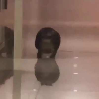 Fastest chonker