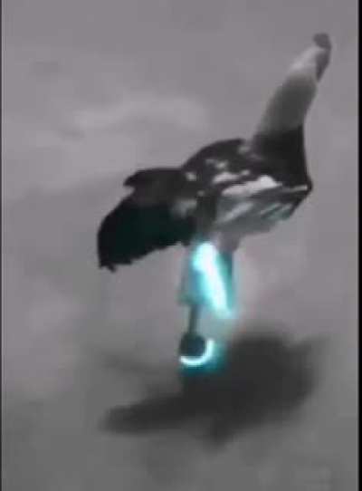 🐓⚡️