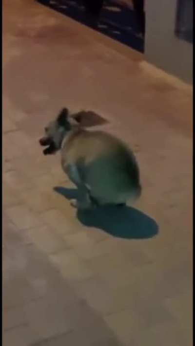 Una gayola mi cuco