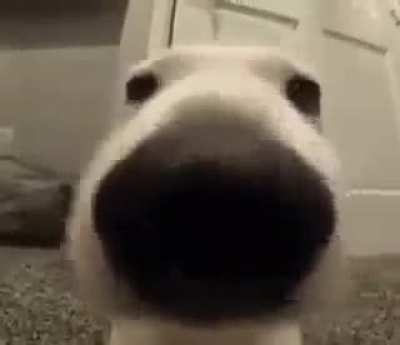 The dog is doin