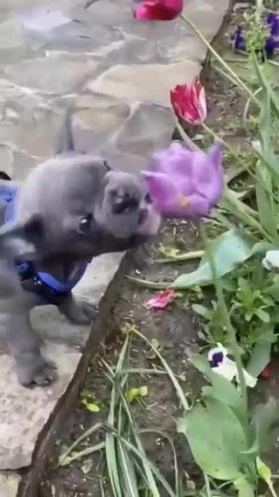 Very funny pets videos  