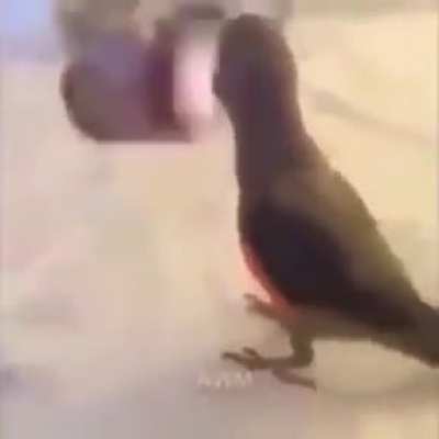 Perico