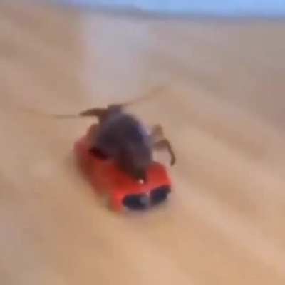 Cool lobster