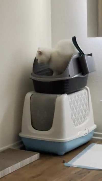 My friends cat can&rsquo;t figure out how the litter box works.