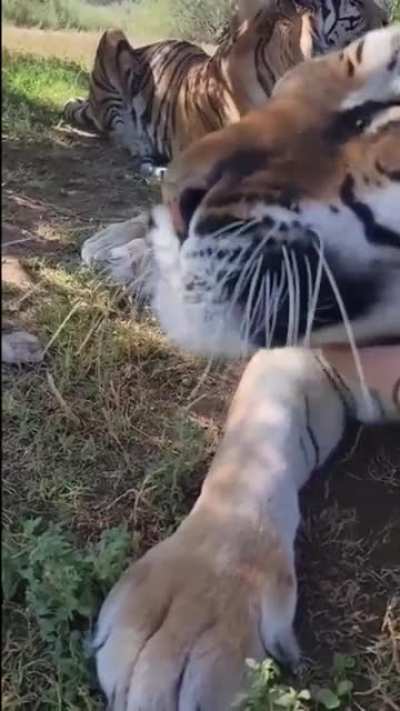Котик