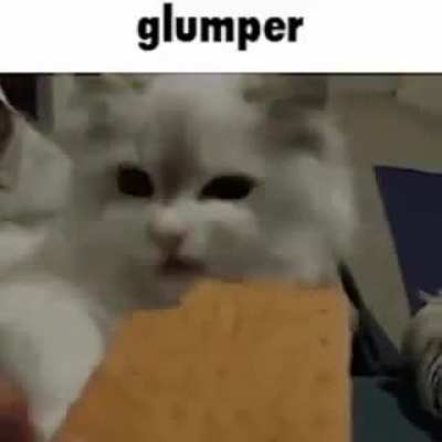 G A T O S