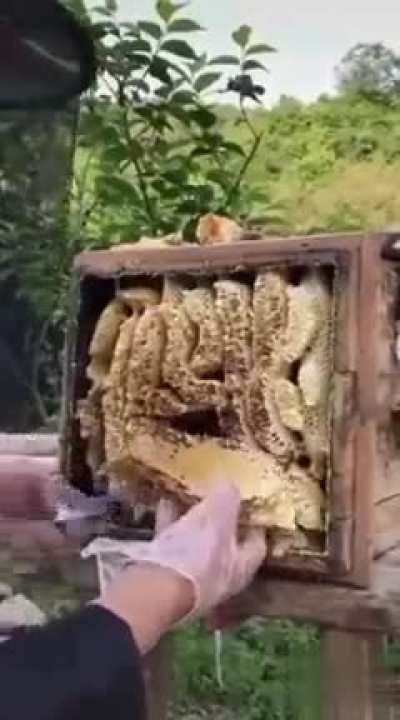 Perfectly cut bee