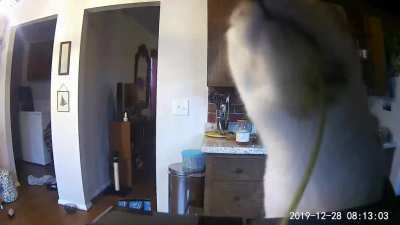 Got a notification that my camera detected a person. Not person, just my cat cromching on moms beloved plants