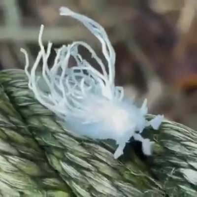 Flatidae are a family of fulgoroid planthoppers. They suck phloem sap of plants. Some species are known to communicate with vibrations through the plant stems