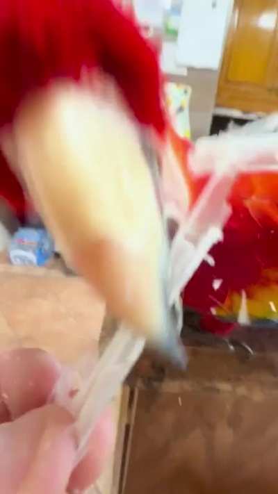 Macaw ASMR!