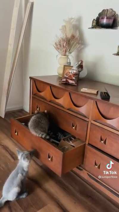 Small fox and a small raccoon