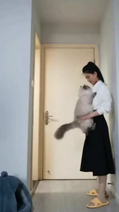 Cat jumps