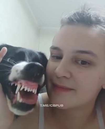 Don't mess with dogs (BETTER WITH SOUND)