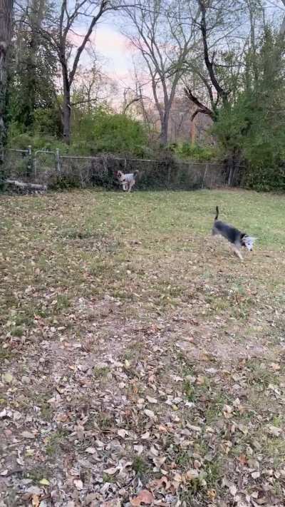 Tripod zoomies!