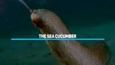 Sua cucumber